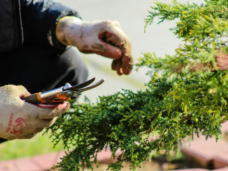 Gloved hands pruning a shrub with hand shears
